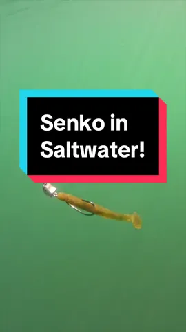 Replying to @Burn🇬🇾🇧🇷🇮🇷 Senko In Saltwater! #fishing #fishtok #fypシ #fishingtiktoks #fishinglife #angler #fyp #fishingvideo #bassfishing #senkofishing #spinningreel 