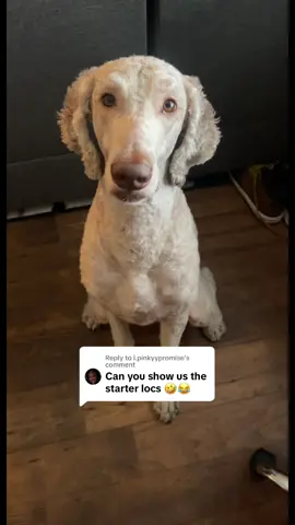 Replying to @i.pinkyypromise he def came a long way #sosathepoodle #dogwithlocs #starterlocs #dreadheaddog 