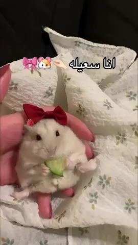 #انا_سعيله #قطط #اكسبلور 