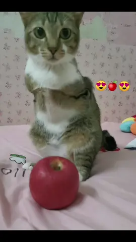 🐱🍎#dinocat #nohandscat #catlover #tutu 