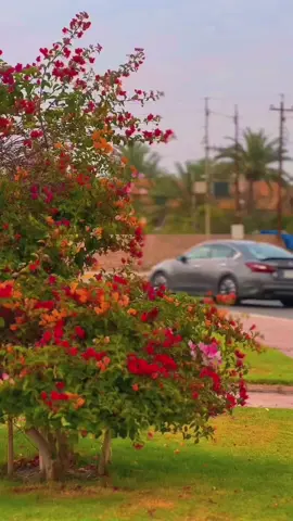 اللهمّ بصيرةَ الطريق ، وعونَ الرفيق ، وزادَ الروح ، وقوة الطمُوح ، وتمهيد الدروب ، وفتح الأبواب ، وألا نكون عبئًا في الدُّنيا ، بك ومنك وإليك