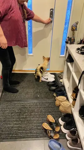 Funny dogs 😂🐶 #funny #pet #animals #funnyanimals #fyp #foryou #dog #dogsoftiktok #funnyvideos #🤣🤣🤣 #funnydog 