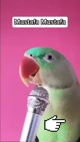 #mustafa #parrot #meme #recomendation 