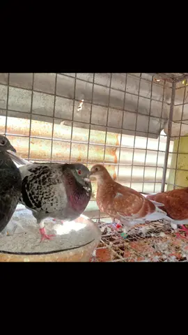 black & red #jessandroid18lofttv #kalapatids #pigeonislife