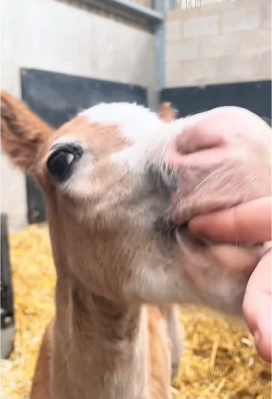 Cute little pony🤣#funny #animal #behavior #pony #babyhorse #horse #cute #🤣🤣🤣 