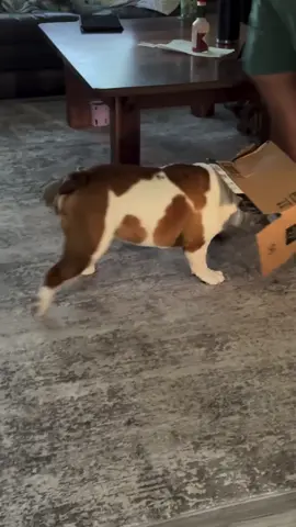 Help! I can't see, the box ate my head!help!!!  #bulldog #bulldogpuppy #bulldoglovers #bulldogmoments #bulldogram #bulldogsofinstagram #bulldogworld #bulldogs #bulldoglife #bulldoglove #bulldogdays #englishbulldog #bulldogsofig #bulldoginglese #bulldogfrancês #bulldogdays #bulldogloverstodey #bulldogloversuk #bulldogloversclub #bulldogloversunite #bulldogloverstoday #bulldogloversofinstagram #bulldogloversofig #bulldogloversz #bulldogloversoninsta #petbulldog #petbulldog #englishbulldogs_worldwide #englishbulldogmom #englishbulldoginstagram #englishbulldogclub 