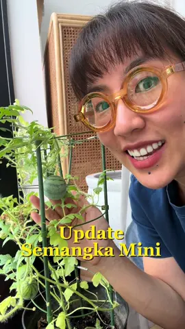 😂UPDATE SEMANGKA MINI🍉 Hari ini nemu bunga cewek, jadi aku coba polinasi manual lagi✨🌼  Btw aku masi ada 4 buah semangka yang belum dipetik, komen 