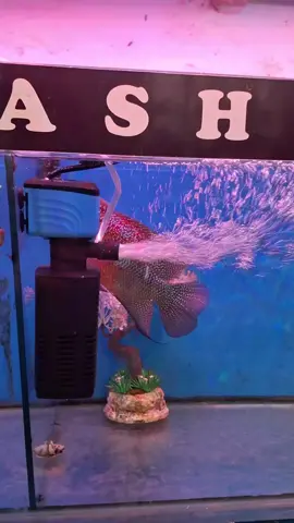 filter aquarium internal  #pompafiltermurah #filterinternal #filter internal aquarium 800 l 