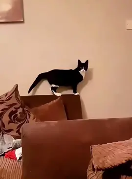 Cat understands english#tiktok #foryour #fyp #funnyvideo #cat #catsoftiktok #cats #cattok 