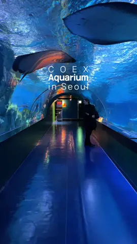 COEX Aquarium in Seoul, Korea 🐠🐟🦈 . . . . #korea #korean #seoul #coex #aquarium #fish #shark #turtle #animals #travel #traveltiktok #khalid 