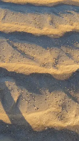 Você já ouviu falar na taioba?  Assista ao vídeo agora, descubra como encontrar uma taioba! 😁 #praia #lazer #curiosidades 