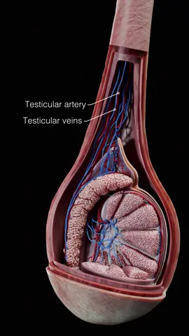 Discover the 3D layers of the spermatic cord and male reproductive anatomy in our Male Pelvis update! 🧬✨ Learn how the cremaster muscle regulates testicular temperature and more.💡🧑‍⚕️ #CompleteAnatomy #ElsevierHealth #3D4Medical #ReproductiveAnatomy #malereproductive #3DAnatomy #MedicalLearning #MedicalEducation #MedStudying
