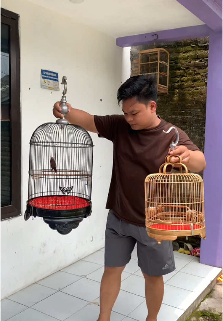 Emprit kaji pindah sangkar baru