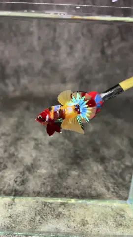 Nemo Galaxy Yellow Base #hiệpbettafarm #betta #cacanh #bettafish 