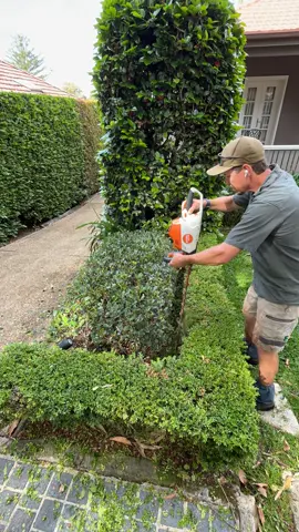 Getting things into shape 🥊 Lets see the @Topbuxus Australia products do its thing 👍🏻 #progress #patience #gardening #hedge #shape #fitnessmotivation #workout #keeponkeepingon  @STIHL 