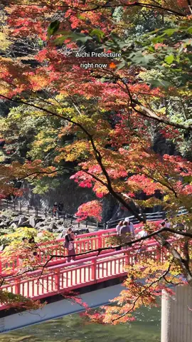 Visit📍Korankei Gorge for beautifully coloured maple leaves 🤩❤️🍁 There is also a big autumn festival held right now🥰 #japantravel #japanautumn #japanmaple 