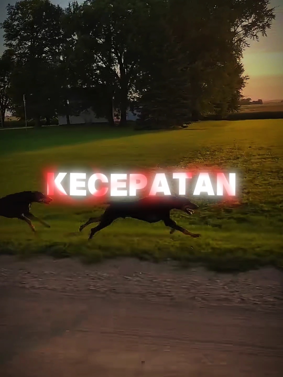 Inilah kenapa doberman pantas menyandang gelar anjing terbaik dunia‼️ #fyp #bestguarddog #doberman 