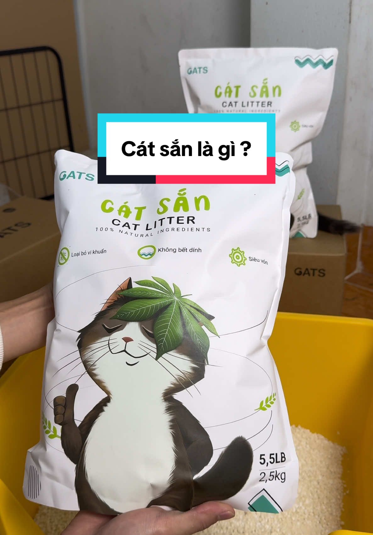 Cái tên CÁT SẮN hot quá mọi người ơi#catsan #catthehemoi #catmeo #shinnopet 