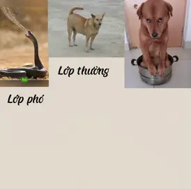 Lớp tôi kiểu#school#rắn#capcut