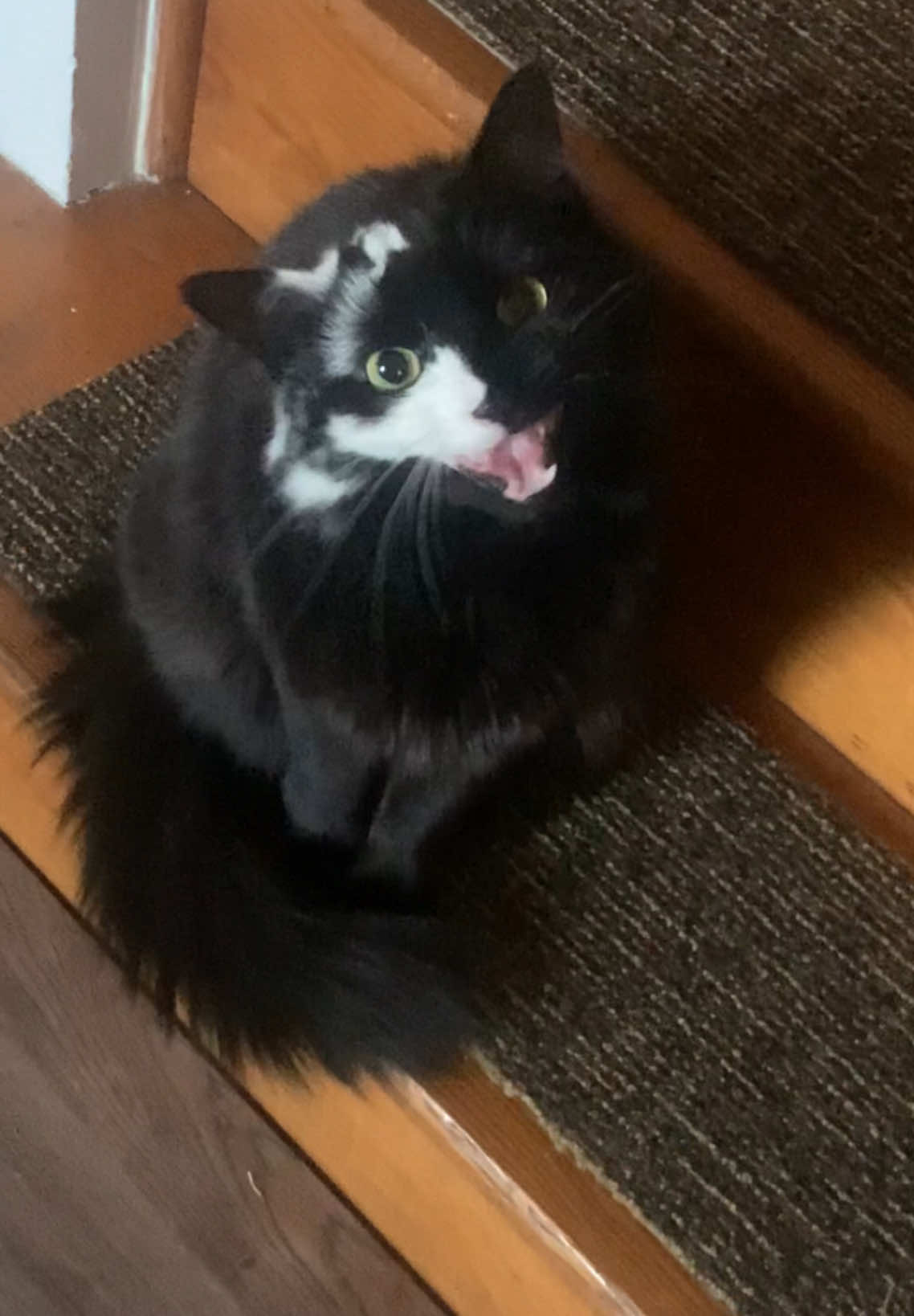 Sallys long list of grievances #vitiligo #chimera #cats #catsoftiktok #blackcatsoftiktok #catlover #kittenlove 