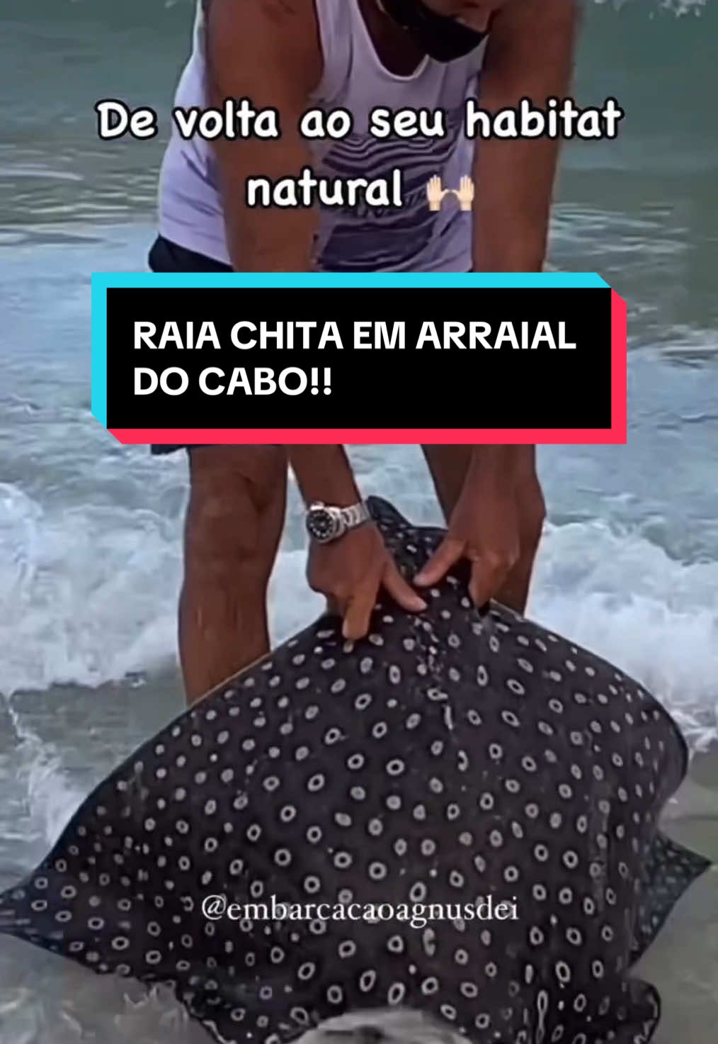 RAIA CHITA EM ARRAIAL DO CABO!! #animaisnotiktok #biologia #curiosidades #arraialdocabo #raia #ciencia 