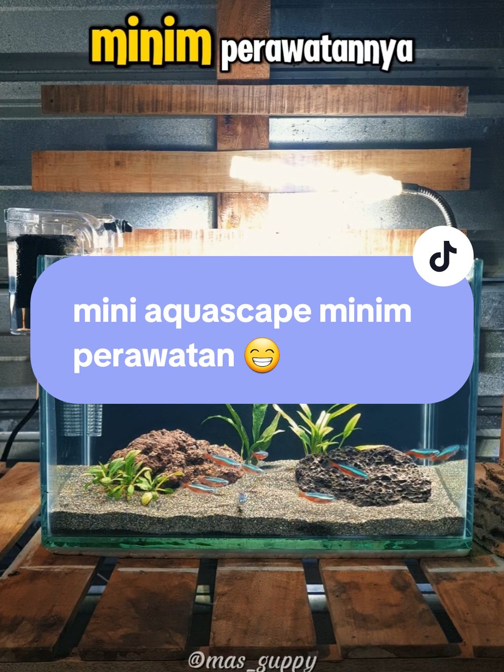 yang simpel2 aja, bisanya baru ini wkwkwk #CapCut  #aquascape #miniaquascape 