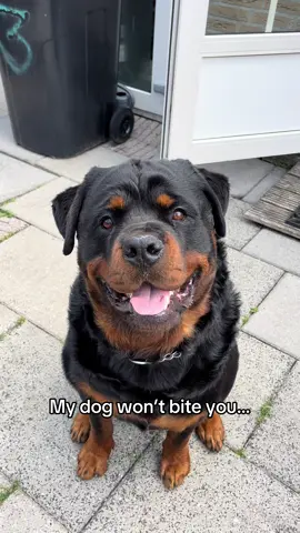 #rottweiler #dogsoftiktok #fyp 