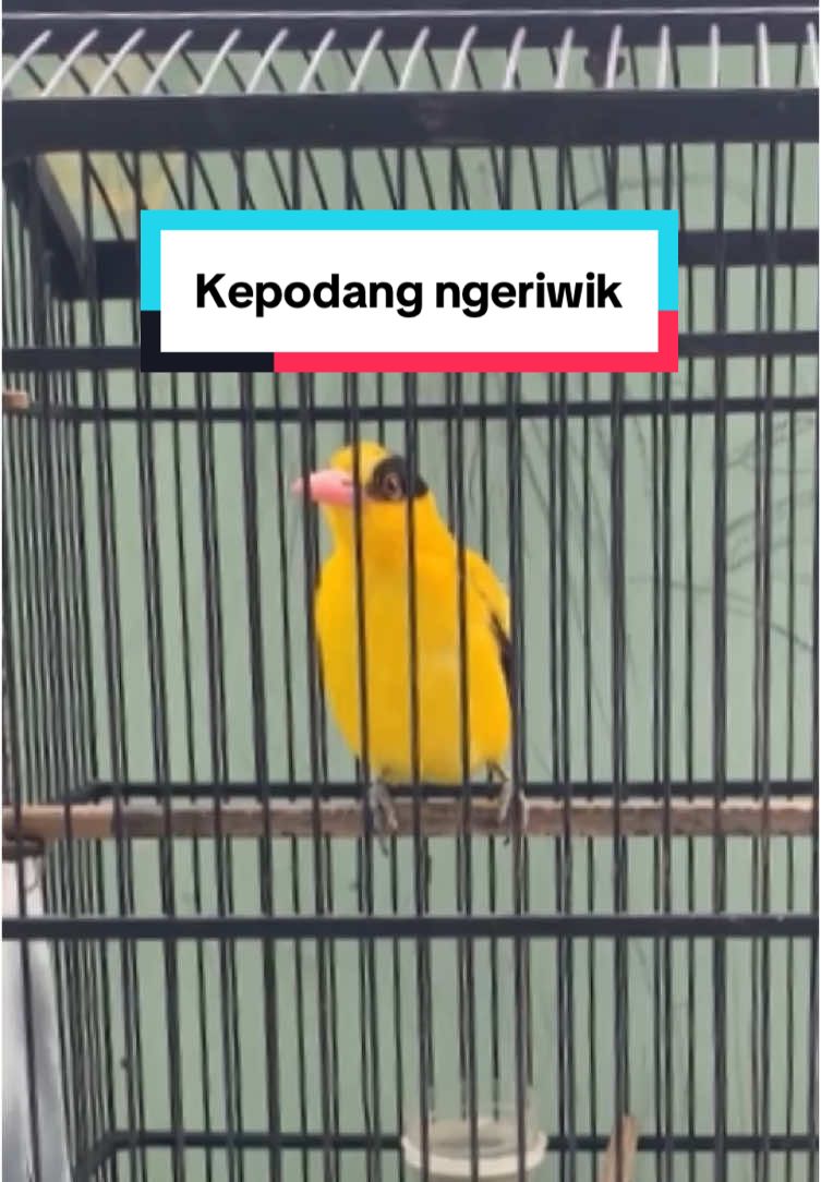 Burung kepodang ngiriwik panjang mulai gacor #muraibatu #muraibatuindonesia #burungkicau #kicaumania #kicaumaniaindonesia #burungkepodang #kepodang #kepodangsumbawa #fyp #viral #jalakbali #petlover #Lovebird #kacer #cendet #jalaksuren #kolibri 