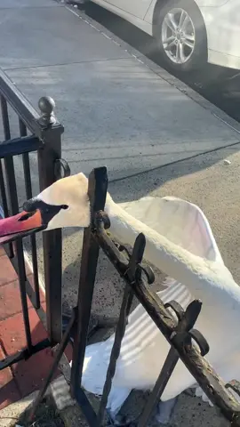 Rescue a swan and then #rescueanimals #rescue #animal #animaloftiktok #swan 