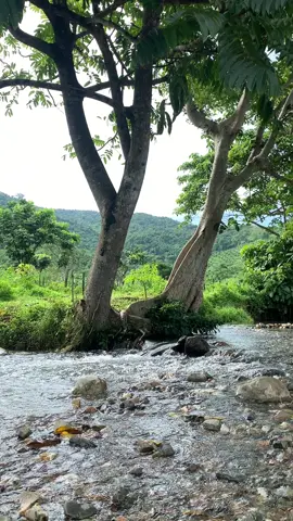 📍Lembah Bajuin Lembah Bajuin terletak di lereng Gunung Meratus, Desa Sungai Bakar, Kecamatan Pelaihari, Kabupaten Tanah Laut, Kalimantan Selatan.  Akses dari Pelaihari: Terletak sekitar 16,1 km atau 30 menit perjalanan dari pusat kota Pelaihari. Akses dari Banjarbaru: Jarak sekitar 59 km atau 1 jam 15 menit perjalanan dari Banjarbaru. #lembahbajuin #nature #naturevibes #kalsel 