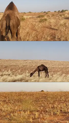 شفوف بدوٍ ماتفكّر في علوم الاقتصاد ‏مافيه شيءٍ غير حب البل يتلّ قلوبها.🤍#عطايا_الله🐪 #صفر #شديد #الصفر #المزاين #الصياهد 