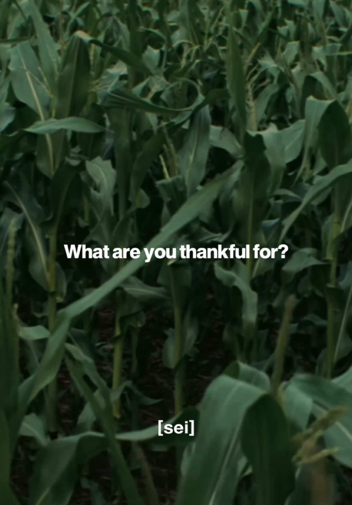 Happy Thanksgiving. What are you thankful for? #sei #gobble #thanksgiving