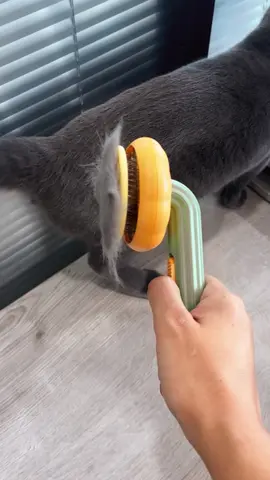 #catsoftiktok #cat #catsoftiktok2024 #catbrush 