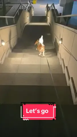 When you hear ‘let’s go outside’ and the excitement is REAL! 😆🐾 Little orange’s energy level: 100% 😂 #ExcitedPup #LetsGoOutside #DogJoy#HappyDog #fyp #dogsoftiktok #PuppyLife 