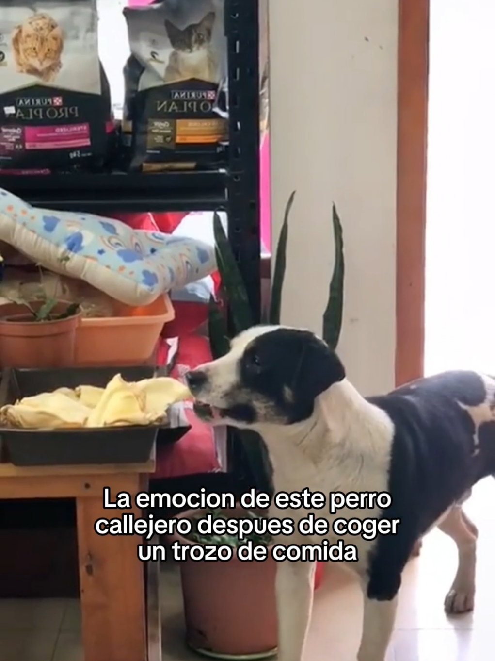 No merecemos a los animales #wholesome #animals #animales #mascotas #viral #fyp 