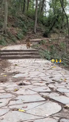 Hes full on running😂😂😂#fyp#viral#relatable#kids#monkey#foryoupage❤️❤️ 
