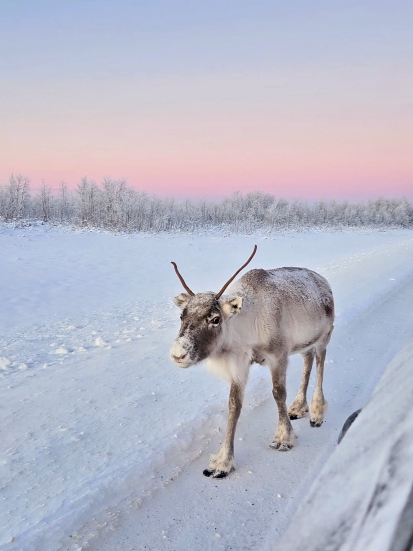 Lapland, Nov 24 🤍 #lapland #laponie #lappi #finland #reindeer #winter #fyp 