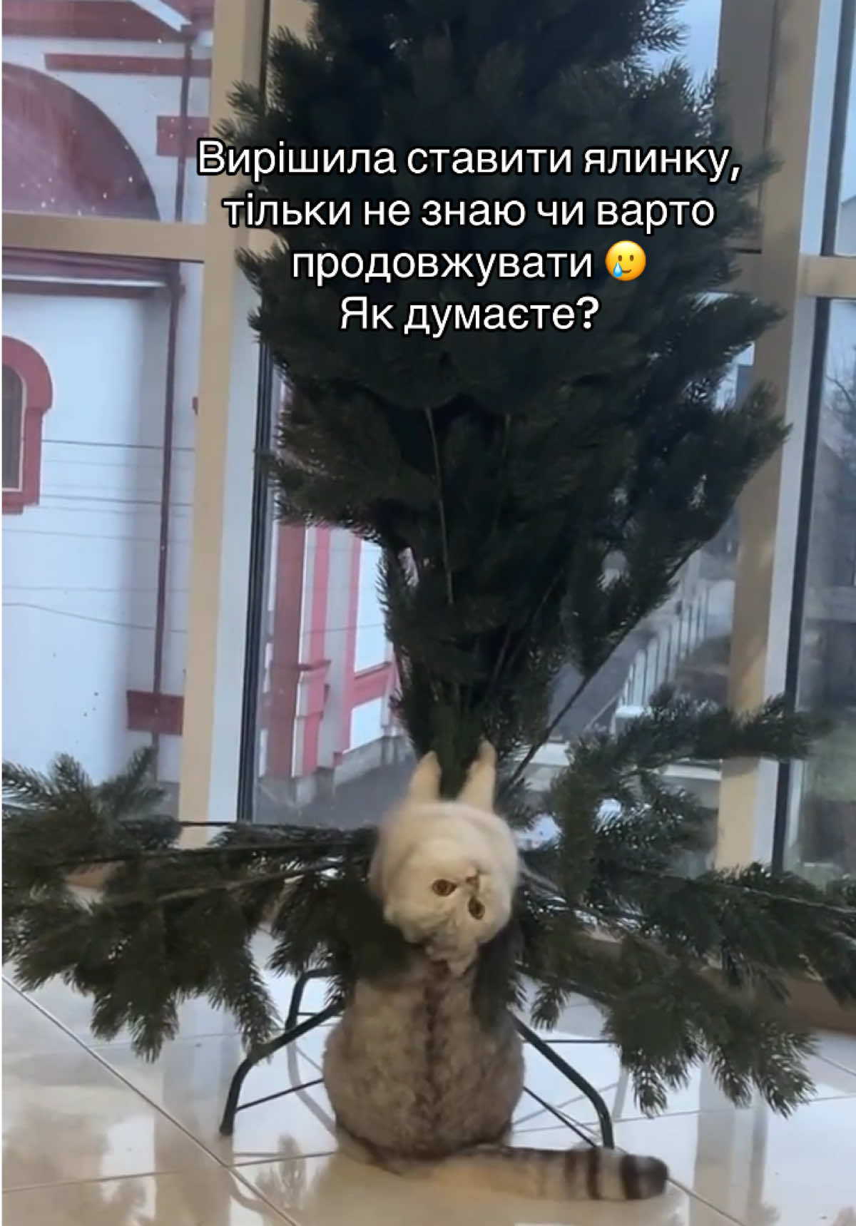 Головна іграшка вже висить 🙂‍↕️  *перезалив #recommendations #catsoftiktok 