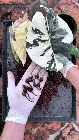 “ ASMR เก็บไข่อะโลคาเซีย ‘มหารานี’ แบบกรุบกรอบ ✨🪺✨ ” Alocasia Maharani Variegated ✨🤍✨ #alocasiamaharani #alocasiamaharanivariegated #alocasia #alocasia #alocasiacare #alocasiaplant #alocasiarepot  #อะโลคาเซีย  #ไม้ใบ #variegatedplants  #plantsofinstagram #plant #plants #rareplants #exoticplants #plantscare #plantstips #plantsmakepeoplehappy #plantstrong #plantsplantsplants #plantslover #plantstagram #flowers #flower #plantsarefriends #houseplants #houseplant #indoorplants 
