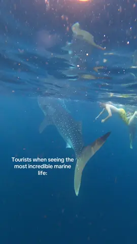 Maybe like… don’t touch the animals? 😡  #travel #tourists #whaleshark 