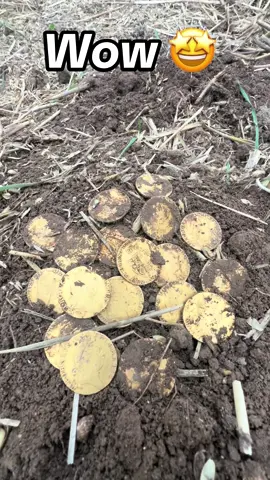 Brian finds a hoard of Gold Coins at Detectival 2024 in Hertfordshire UK #metaldetecting #gold #fyp #treasure #detectival 
