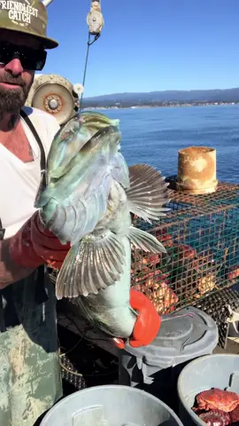 Catching Big Fish, Vibrant Blue & Brown Lingcod Fish. #bigfish #crab #seafood #natgeo #commercialfishing #fishing #friendliestcatch #thanksgiving 