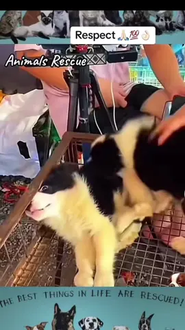 Animals Rescue #dogrescue #rescuedog #dogsofttiktok #foryoupage #foryou #dogs 