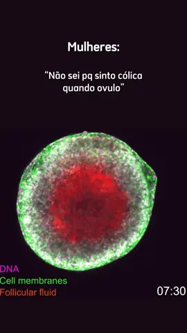 O folículo precisa romper para liberar o ovulo. E junto com ele: sangue e líquido. Por isso, a dor no meio do ciclo 🫠