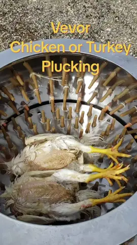 VEVOR Chicken Poultry Plucker 2200W 240R/min Turkey Chicken Poultry Plucking Machine 23.5inch Barrel Diameter Stainless Steel Feather Plucking Machine. You can't always be motivated so you'd better be dedicated. Taylored Family Handyman #bedifferent #giveback #familyfirst #construction #carpenter #handyman #handymanservices #Gardnervillecarpenter #gardnerville #reels #motivated #dedicated #motivation #dedication #hardwork #growthmindset #bluecollar #bluecollarlife #genx #genxtiktokers #genxcrew #fyp #foryoupage #america #foryourpage #sober #MentalHealth #recovery #mensmentalhealth #MentalHealth #hardworkingwoman #hardworkingman #viral #viralvideo 