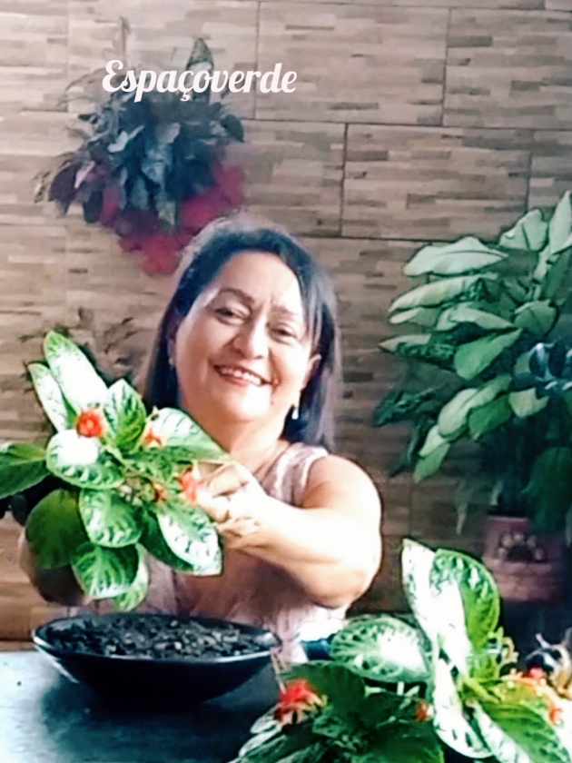 olha essa idéia para cultivar em vasos #plantaepíscia #jardins #lacinhodeamor #indoorplants #flowers #flores #plants #comocuidar #paisagismo #natureza 