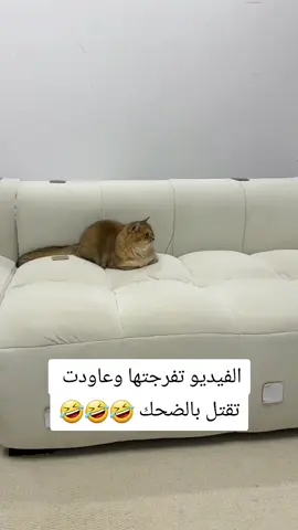 #ضحك #قطط_مضحكة_لطيفة #قطط 