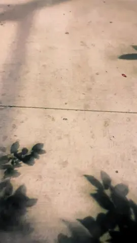 Drako #viral #foryou #pastorbelga #groenandael 