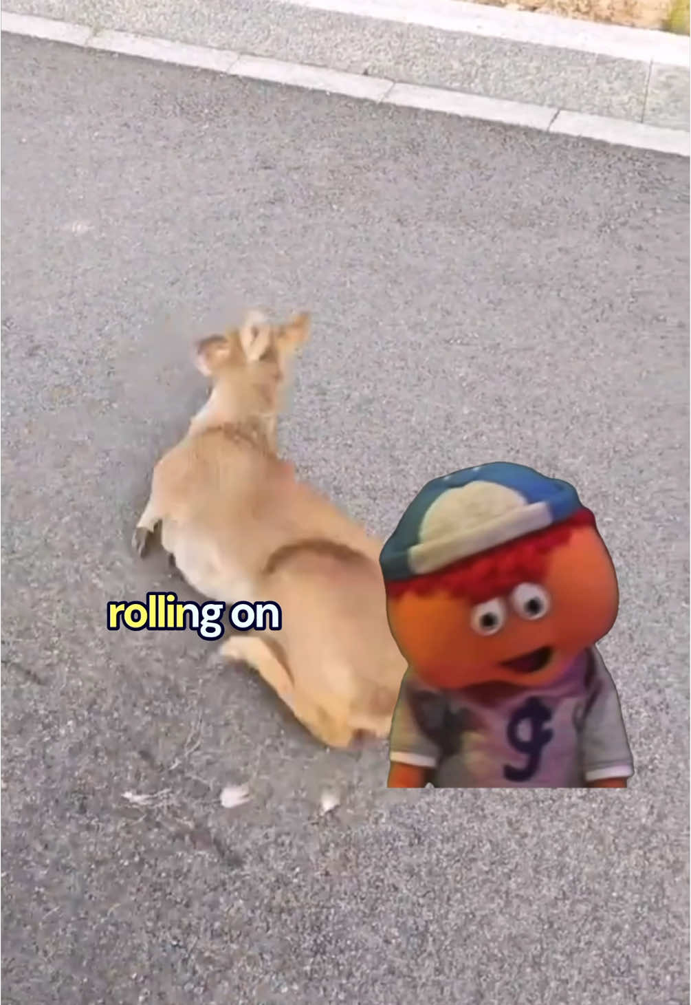 I'm afraid he can't understand my good intentions. If he bites me again, that's it #gerbert #strangeanimal #reachout 