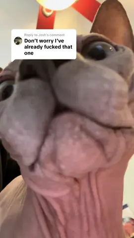Replying to @Josh sir this is a McDonald’s #cats #catsoftiktok #sphynxcat #kitty 